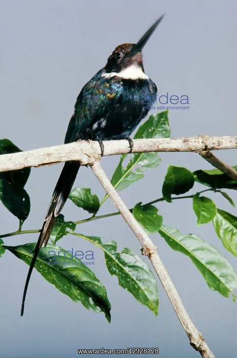 : PARADISE JACAMAR : PARADISE JACAMAR
