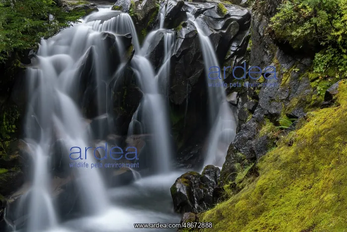 : Paradise River in autumn in Mount Rainier National Park : Paradise River in autumn in Mount Rainier National Park