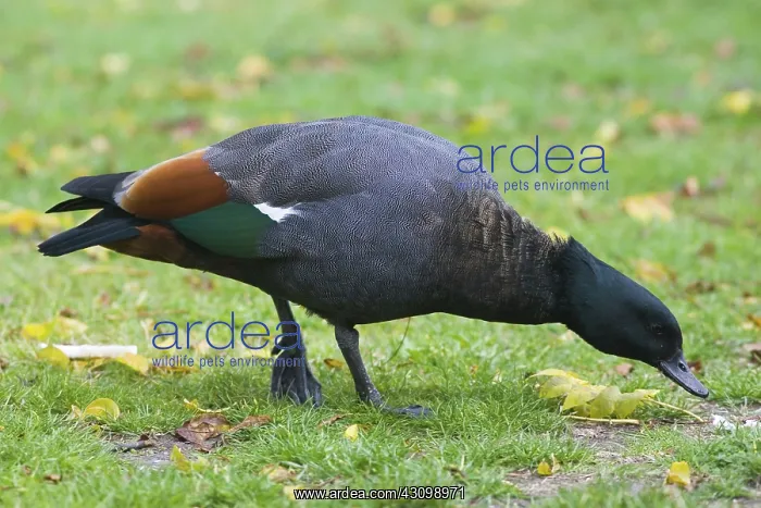 : Paradise Shelduck : Paradise Shelduck