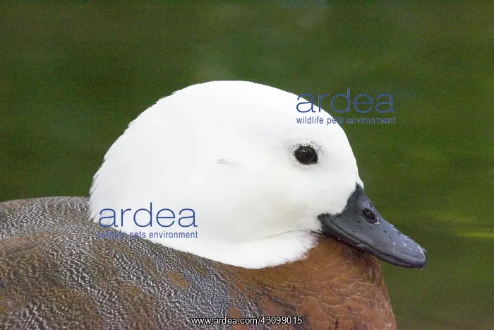 : Paradise shelduck : Paradise shelduck