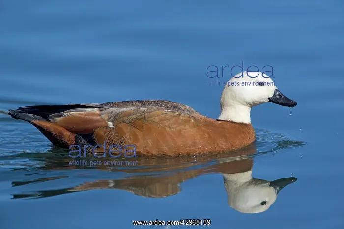 : Paradise Shelduck - female : Paradise Shelduck - female