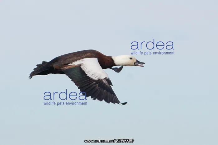  : Paradise Shelduck - female in flight