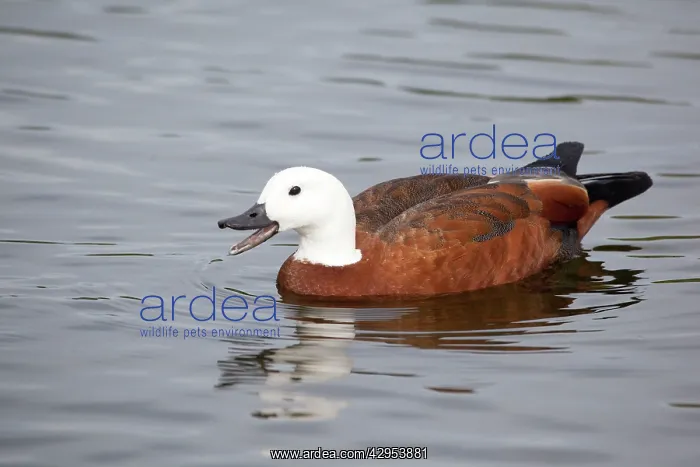: Paradise Shelduck - female in a pool near Queen : Paradise Shelduck - female in a pool near Queen