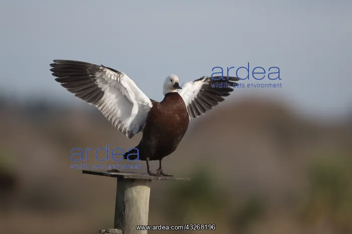 : Paradise Shelduck - A female wing stretching - : Paradise Shelduck - A female wing stretching -