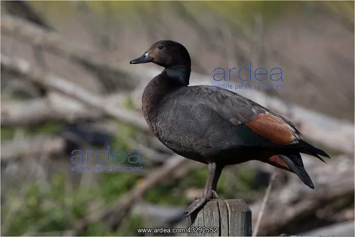 : Paradise Shelduck - A maleperched on a post - Travis : Paradise Shelduck - A maleperched on a post - Travis