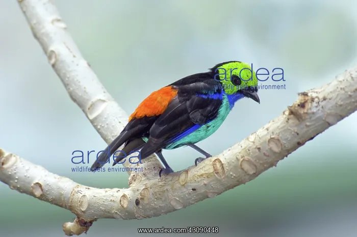 : Paradise Tanager : Paradise Tanager