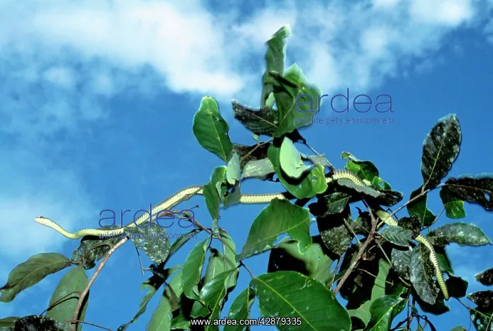 : Paradise Tree Snake : Paradise Tree Snake