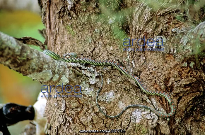 : Paradise Tree Snake : Paradise Tree Snake