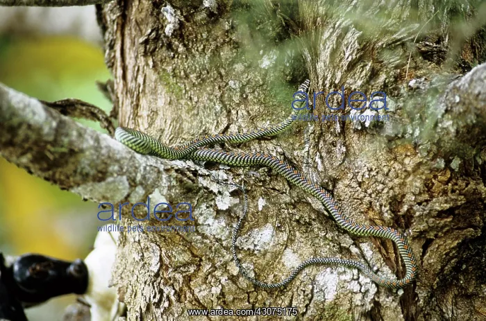 : Paradise Tree Snake : Paradise Tree Snake