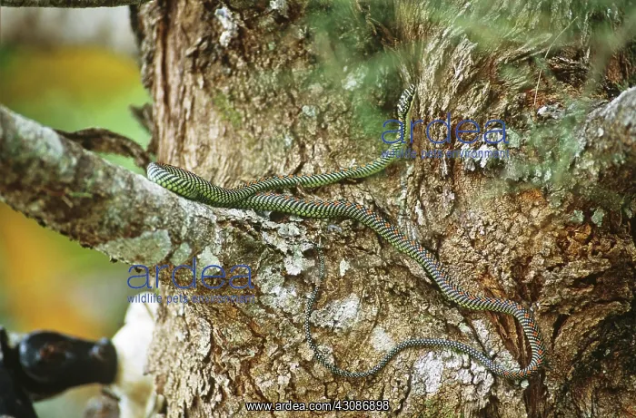 : Paradise Tree Snake : Paradise Tree Snake
