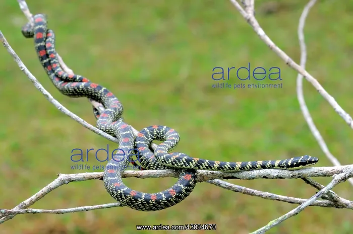  : Paradise Tree Snake