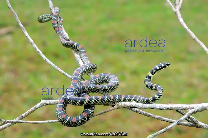 : Paradise Tree Snake : Paradise Tree Snake