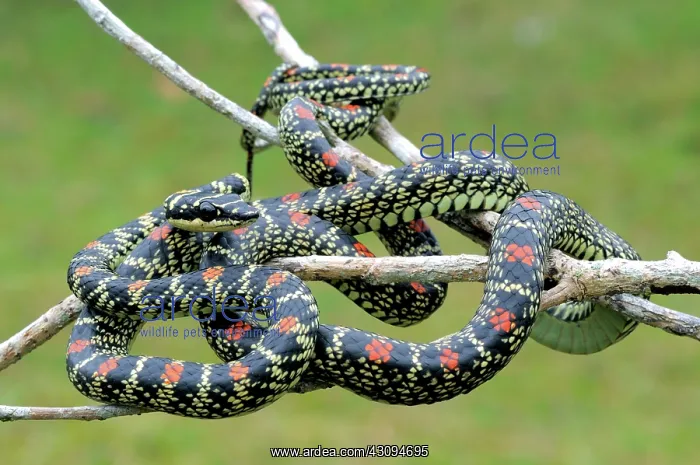 : Paradise Tree Snake : Paradise Tree Snake