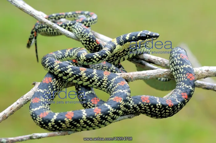  : Paradise Tree Snake
