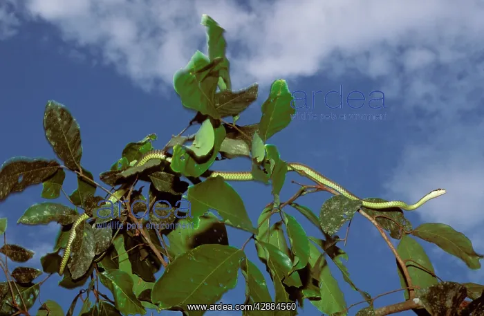 : Paradise Tree Snake / Flying snake : Paradise Tree Snake / Flying snake