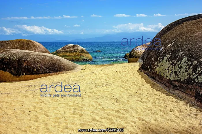 : Paradisiacal beach of green and transparent waters : Paradisiacal beach of green and transparent waters