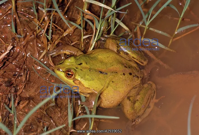 : PARADOX FROG : PARADOX FROG