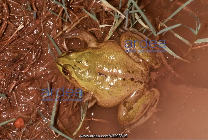 : PARADOX FROG : PARADOX FROG