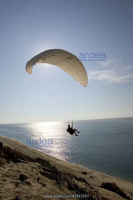 : Paraglider silhouetted against evening sun over : Paraglider silhouetted against evening sun over