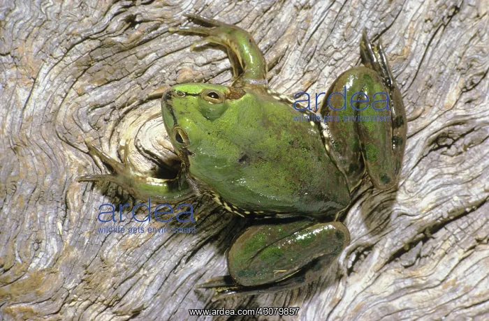 : Paraguayan Paradox Frog : Paraguayan Paradox Frog