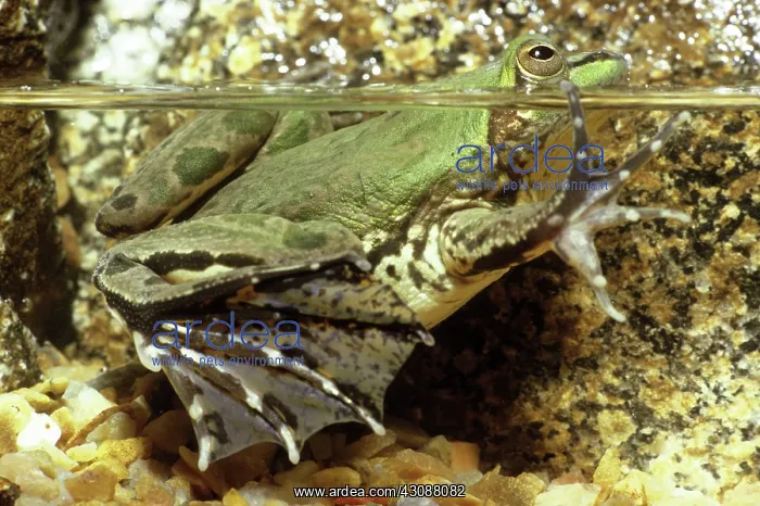 : Paraguayan Paradox Frog : Paraguayan Paradox Frog