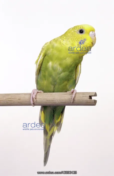 : Parakeet or Budgie (Melopsittacus undulatus) : Parakeet or Budgie (Melopsittacus undulatus)