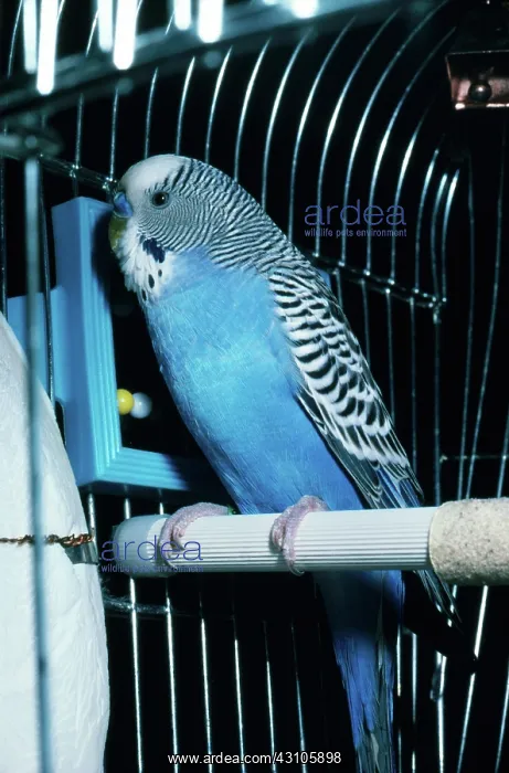 : Parakeet, also called a budgerigar or budgie : Parakeet, also called a budgerigar or budgie
