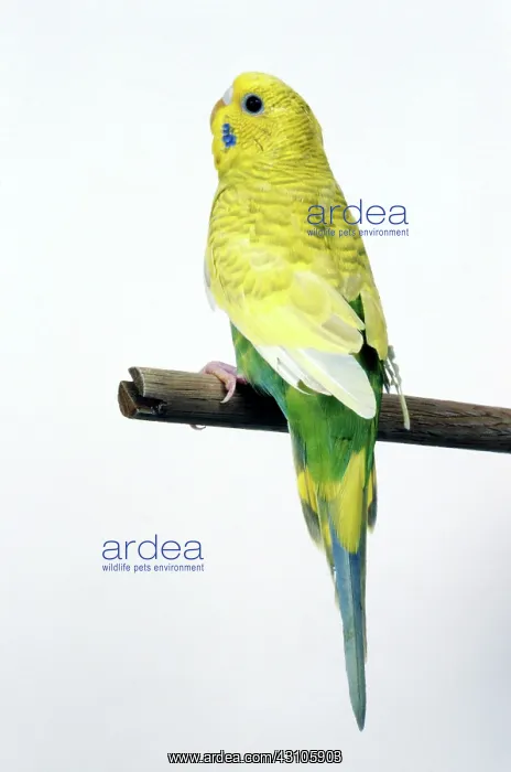 : Parakeet, also called a budgerigar or budgie (Melopsittacus undulatus) : Parakeet, also called a budgerigar or budgie (Melopsittacus undulatus)