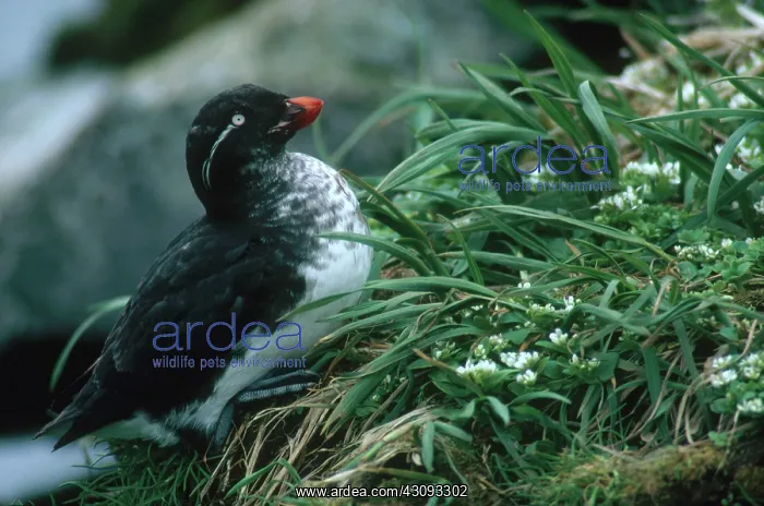 : Parakeet Auklet : Parakeet Auklet