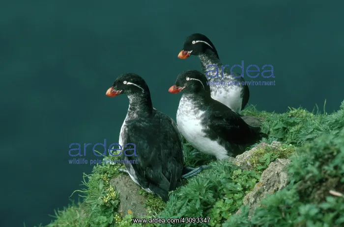: Parakeet Auklet : Parakeet Auklet