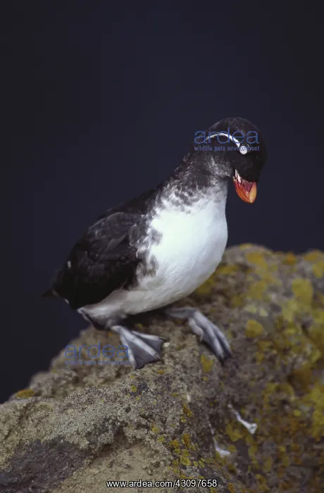 : Parakeet Auklet : Parakeet Auklet