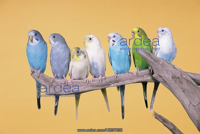 : Parakeets. Budgerigars, often referred to as ^budgies^, are small parakeets : Parakeets. Budgerigars, often referred to as ^budgies^, are small parakeets