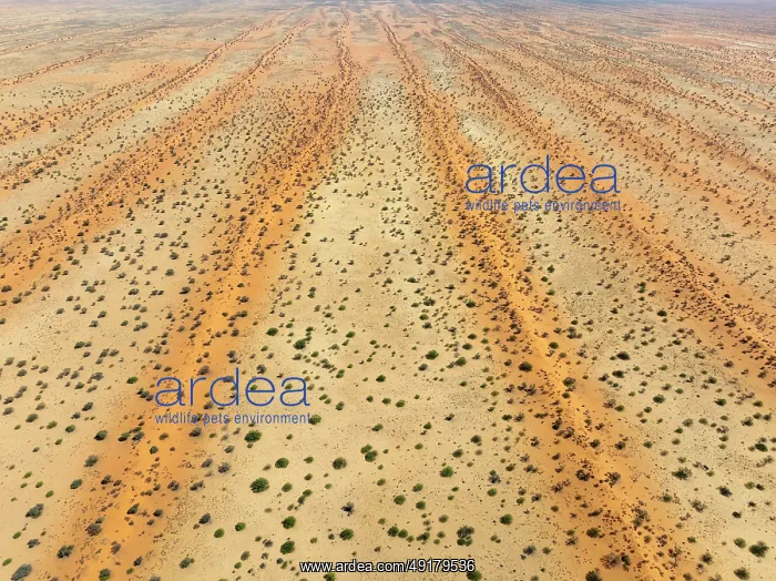 : Parallel, linear sand dunes grown with camelthorn trees (Vachellia erioloba) in the Kalahari Desert : Parallel, linear sand dunes grown with camelthorn trees (Vachellia erioloba) in the Kalahari Desert