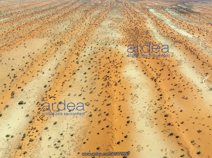 : Parallel, linear sand dunes grown with camelthorn trees (Vachellia erioloba) in the Kalahari Desert : Parallel, linear sand dunes grown with camelthorn trees (Vachellia erioloba) in the Kalahari Desert
