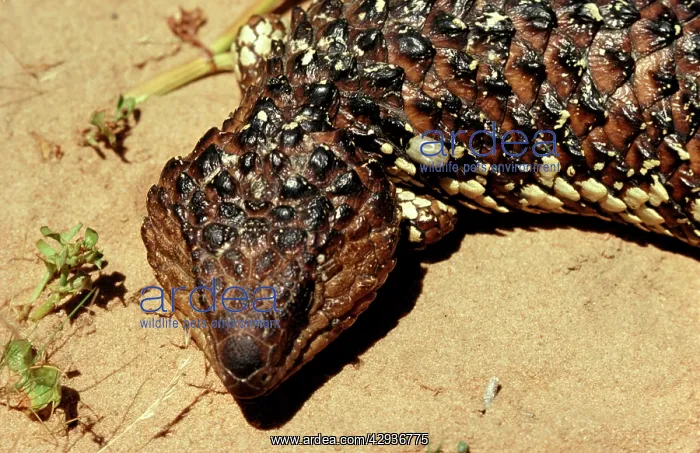 : Paralysis tick - on head of Shingleback lizard : Paralysis tick - on head of Shingleback lizard