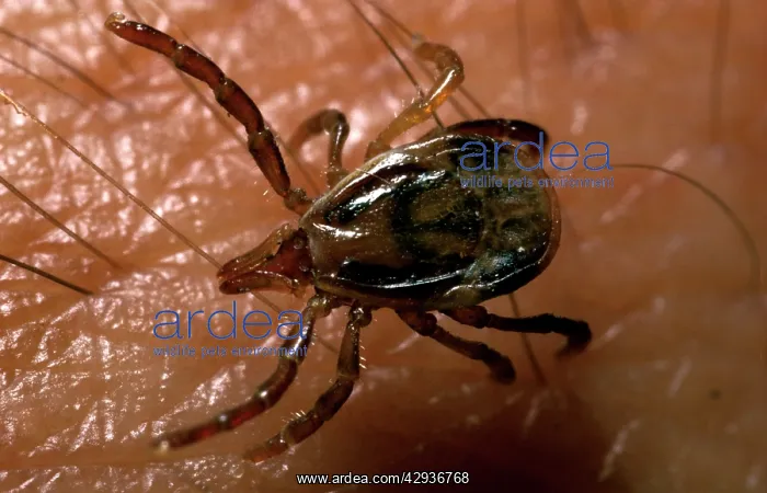 : Paralysis tick - immature on human hand : Paralysis tick - immature on human hand