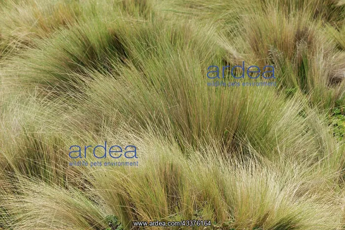 : Paramo grass, Antisana Ecological Reserve, Ecuador : Paramo grass, Antisana Ecological Reserve, Ecuador