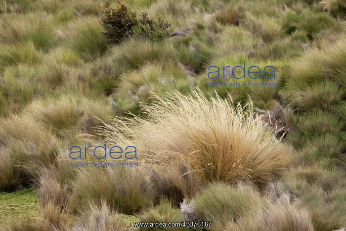 : Paramo grass, Antisana Ecological Reserve, Ecuador : Paramo grass, Antisana Ecological Reserve, Ecuador