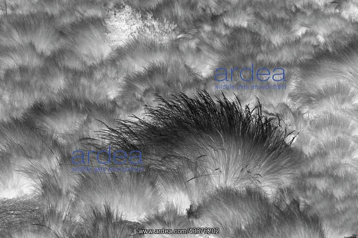 : Paramo grass, Antisana Ecological Reserve, Ecuador : Paramo grass, Antisana Ecological Reserve, Ecuador