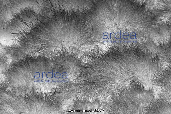 : Paramo grass, Antisana Ecological Reserve, Ecuador : Paramo grass, Antisana Ecological Reserve, Ecuador