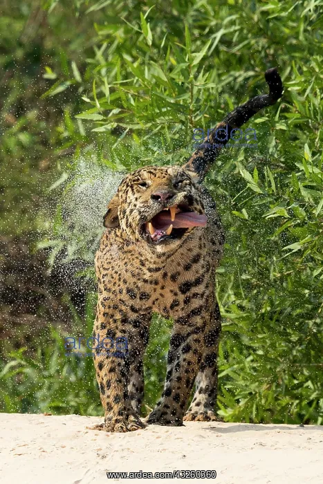 : Parana jaguar, south american jaguar (Panthera onca : Parana jaguar, south american jaguar (Panthera onca