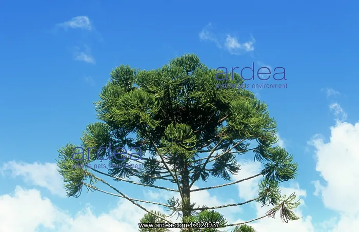 : Parana PINE : Parana PINE