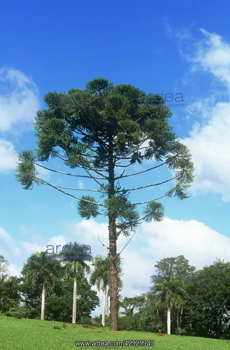 : Parana PINE : Parana PINE