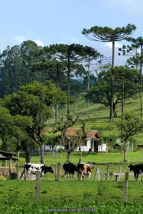 : Parana pine in deforested forest - Mata Atlantica Brazil : Parana pine in deforested forest - Mata Atlantica Brazil