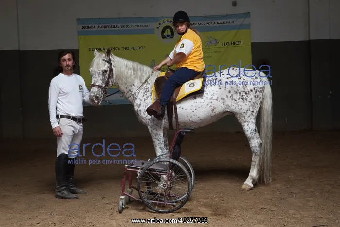 : Paraplegic woman on horse in a horse therapy center : Paraplegic woman on horse in a horse therapy center