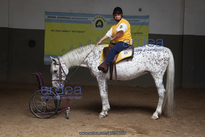 : Paraplegic woman on horse in a horse therapy center : Paraplegic woman on horse in a horse therapy center