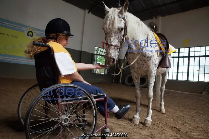 : Paraplegic woman and horse in a horse therapy center : Paraplegic woman and horse in a horse therapy center