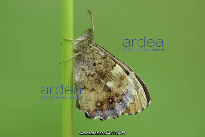 : Pararge aegeria : Pararge aegeria