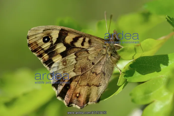 : Pararge aegeria : Pararge aegeria