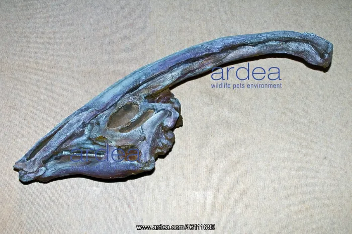 : Parasaurolo Dinosaur Skull Fossil : Parasaurolo Dinosaur Skull Fossil